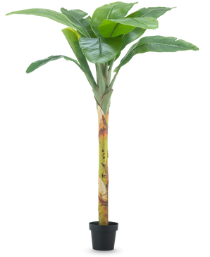 Le Bananier Artificiel 180 cm possède de larges feuilles vertes et une tige structurée dans un petit pot noir, sur un fond uni blanc.