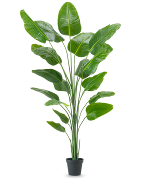 La plante artificielle Strelitzia 240 cm real touch présente de grandes feuilles vertes brillantes dans un pot noir, sur un fond uni blanc.