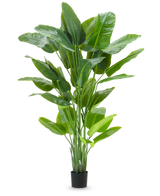 La plante artificielle Strelitzia Real Touch Deluxe 210 cm présente un feuillage vert vif et haut avec de grandes feuilles brillantes dans un simple pot noir, sur un fond blanc uni.