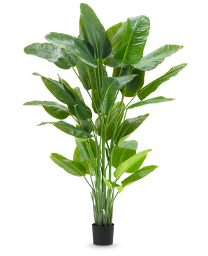 La plante artificielle Strelitzia Real Touch Deluxe 210 cm présente un feuillage vert vif et haut avec de grandes feuilles brillantes dans un simple pot noir, sur un fond blanc uni.