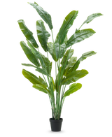 De Kunstplant Strelitzia Nicolai Deluxe 235 cm heeft lange, rechtopstaande groene bladeren in een zwarte pot - ideaal als grote kunstplant voor kamerplanten interieur - tegen een effen witte achtergrond.