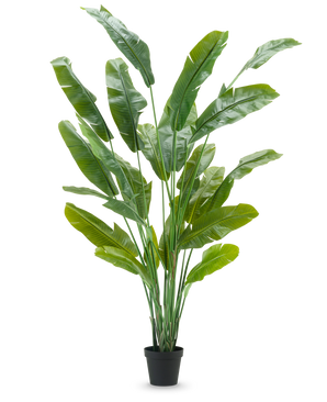De Kunstplant Strelitzia Nicolai Deluxe 235 cm heeft lange, rechtopstaande groene bladeren in een zwarte pot - ideaal als grote kunstplant voor kamerplanten interieur - tegen een effen witte achtergrond.