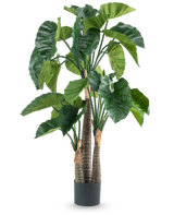 Une plante artificielle Alocasia de 150 cm a de larges feuilles vertes et trois tiges brunes épaisses dans un simple pot cylindrique noir, représenté sur un fond blanc.