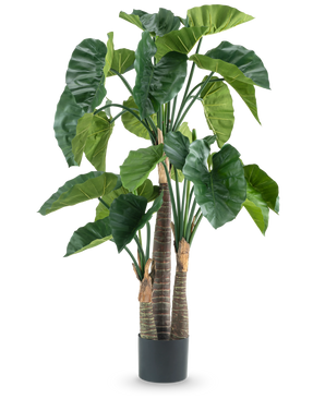 Une plante artificielle Alocasia de 150 cm a de larges feuilles vertes et trois tiges brunes épaisses dans un simple pot cylindrique noir, représenté sur un fond blanc.