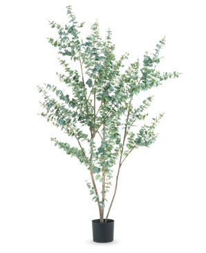 La plante artificielle Eucalyptus 210 cm est un grand eucalyptus artificiel dans un simple pot noir, avec plusieurs branches fines et des feuilles rondes vert argenté sur fond blanc.
