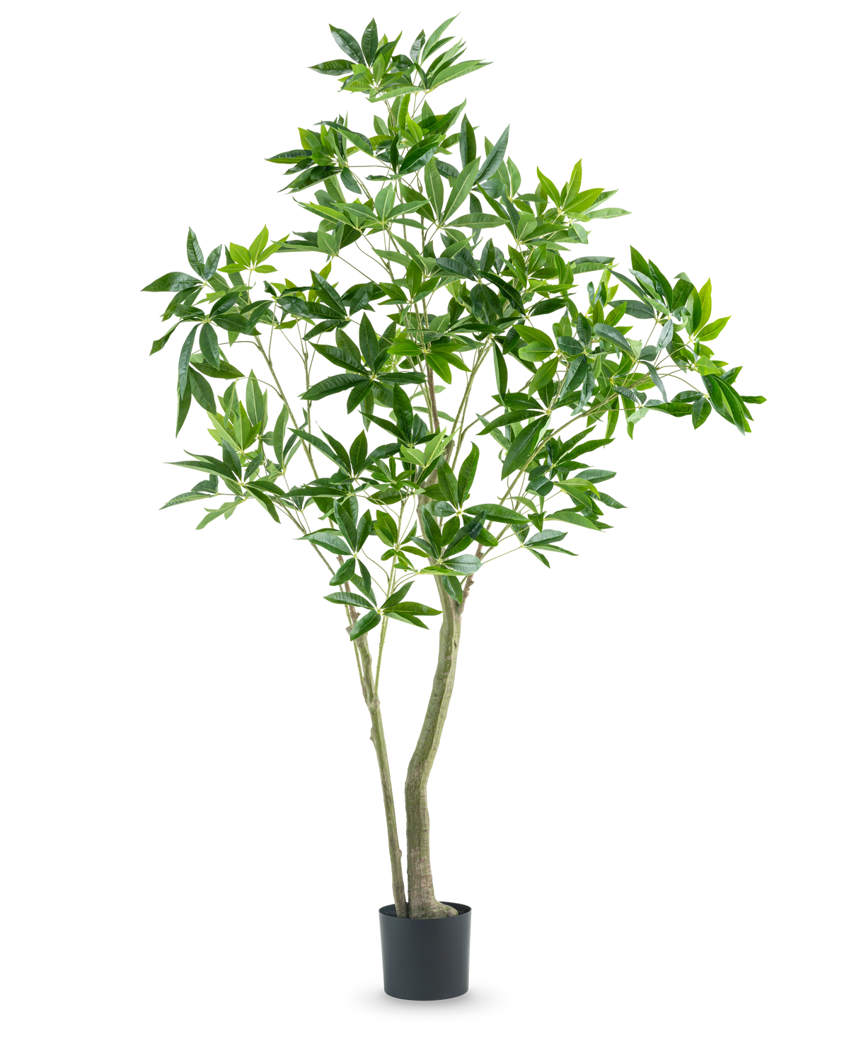La Plante Artificielle Pachira 180 cm possède des troncs élancés et des feuilles vertes abondantes, présentées dans un pot haut sur un fond blanc uni.