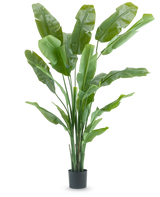 La plante artificielle Strelitzia Nicolai Deluxe 210 cm possède de longues et larges feuilles vertes dans un simple pot noir sur fond blanc. Cette plante artificielle tropicale donne à n'importe quelle pièce une touche tropicale luxuriante.