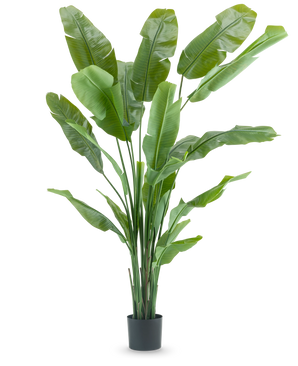 La plante artificielle Strelitzia Nicolai Deluxe 210 cm possède de longues et larges feuilles vertes dans un simple pot noir sur fond blanc. Cette plante artificielle tropicale donne à n'importe quelle pièce une touche tropicale luxuriante.