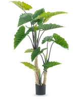 La Plante Artificielle Calocasia 180 cm est une plante artificielle en pot avec de grandes feuilles vertes en forme de flèche et de multiples tiges, représentées sur un fond blanc uni.