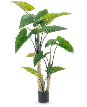 La Plante Artificielle Calocasia 180 cm est une plante artificielle en pot avec de grandes feuilles vertes en forme de flèche et de multiples tiges, représentées sur un fond blanc uni.