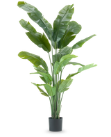 La plante artificielle Strelitzia Nicolai Deluxe 195 cm est une grande plante artificielle avec de longues feuilles tropicales et de multiples tiges qui ressemblent à un oiseau de paradis, parfaite comme plante d'intérieur frappante sur n'importe quel fond blanc uni.