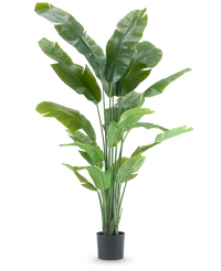 Plante artificielle Strelitzia Nicolai Deluxe 195 cm