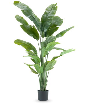 La plante artificielle Strelitzia Nicolai Deluxe 195 cm est une grande plante artificielle avec de longues feuilles tropicales et de multiples tiges qui ressemblent à un oiseau de paradis, parfaite comme plante d'intérieur frappante sur n'importe quel fond blanc uni.