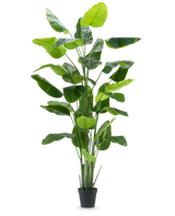 La plante artificielle Strelitzia Real Touch Deluxe 300 cm est une plante artificielle haute avec de longues et larges feuilles vertes dans un pot noir, représentée sur un fond blanc uni.