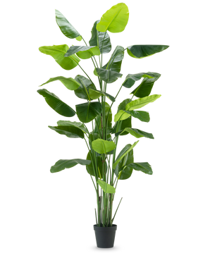 La plante artificielle Strelitzia Real Touch Deluxe 300 cm est une plante artificielle haute avec de longues et larges feuilles vertes dans un pot noir, représentée sur un fond blanc uni.
