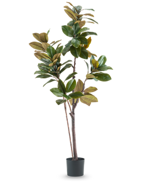 L'arbre Yulania artificiel 180 cm est une plante artificielle haute et facile d'entretien avec de larges feuilles vertes et brunes brillantes, plusieurs tiges fines et un pot cylindrique noir, sur un fond blanc uni.