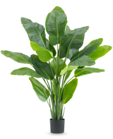La Plante Artificielle Strelitzia Real Touch Deluxe 180 cm est une plante artificielle haute avec de grandes feuilles vertes brillantes comme un oiseau de paradis tropical, dans un simple pot noir sur fond blanc.