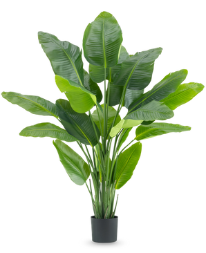 La Plante Artificielle Strelitzia Real Touch Deluxe 180 cm est une plante artificielle haute avec de grandes feuilles vertes brillantes comme un oiseau de paradis tropical, dans un simple pot noir sur fond blanc.