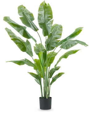 La plante artificielle Strelitzia Nicolai Deluxe de 180 cm avec de longues et larges feuilles vertes dans un simple pot noir se détache sur un fond blanc uni - une plante d'intérieur frappante et un élément de décoration élégant pour tout intérieur.