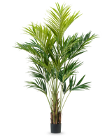 La plante artificielle Kentia Palm 270 cm a plusieurs tiges minces et de longues feuilles vertes arquées dans un pot haut, sur un fond blanc uni.
