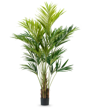 La plante artificielle Kentia Palm 270 cm a plusieurs tiges minces et de longues feuilles vertes arquées dans un pot haut, sur un fond blanc uni.