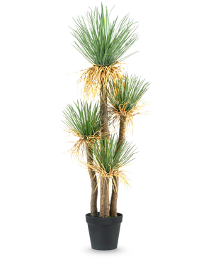 De Kunstplant Yucca deluxe 182 cm is een hoge kunstyucca met meerdere houtachtige stengels en trossen lange, puntige groene bladeren en wat vergeling aan de basis, perfect als decoratiestuk voor elke ruimte.