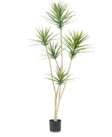 La Plante Artificielle Dracaena Fragnans 180 cm est une plante artificielle haute avec plusieurs tiges longues et fines et des bouquets de feuilles vertes épineuses sur un fond blanc uni.