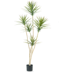 Plante artificielle Dracaena Fragnans 180 cm