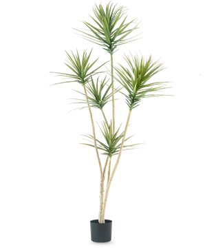 La Plante Artificielle Dracaena Fragnans 180 cm est une plante artificielle haute avec plusieurs tiges longues et fines et des bouquets de feuilles vertes épineuses sur un fond blanc uni.