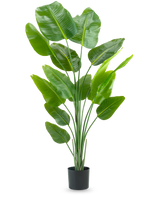 La Plante Artificielle Strelitzia 180 cm real touch est une grande plante artificielle verte avec de longues tiges et de grandes feuilles brillantes qui ressemblent à un oiseau de paradis, sur un fond blanc uni.
