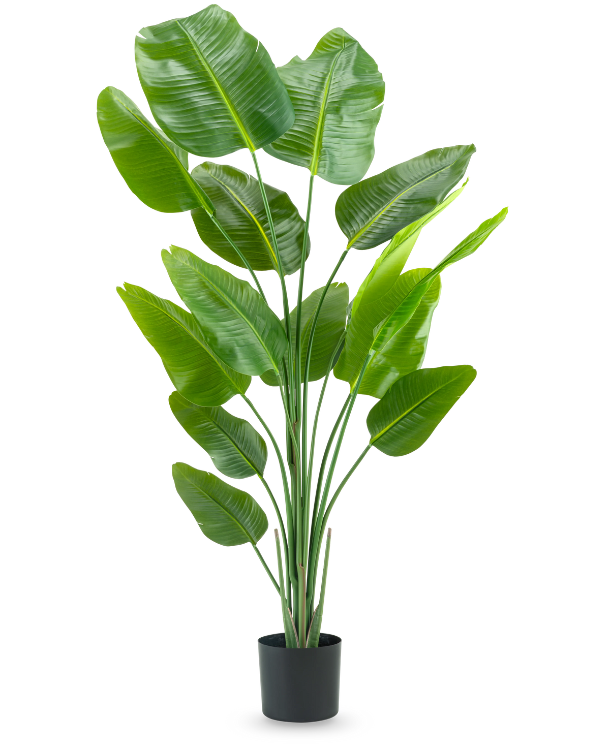 La Plante Artificielle Strelitzia 180 cm real touch est une grande plante artificielle verte avec de longues tiges et de grandes feuilles brillantes qui ressemblent à un oiseau de paradis, sur un fond blanc uni.
