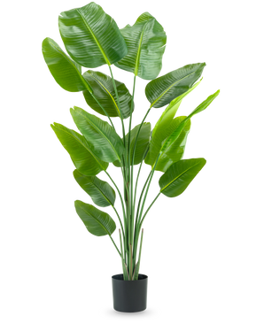 La Plante Artificielle Strelitzia 180 cm real touch est une grande plante artificielle verte avec de longues tiges et de grandes feuilles brillantes qui ressemblent à un oiseau de paradis, sur un fond blanc uni.