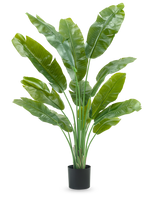La plante artificielle Strelitzia Nicolai Deluxe 165 cm a de hautes et larges feuilles vertes dans un pot noir sur fond blanc - parfaite comme plante artificielle verte pour votre intérieur.