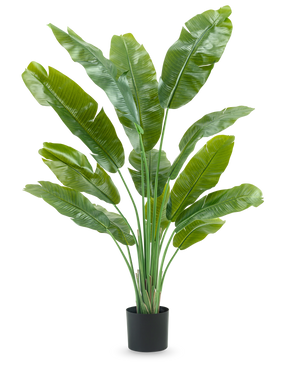 La plante artificielle Strelitzia Nicolai Deluxe 165 cm a de hautes et larges feuilles vertes dans un pot noir sur fond blanc - parfaite comme plante artificielle verte pour votre intérieur.