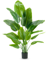 La plante artificielle Strelitzia Real Touch Deluxe 150 cm possède de hautes tiges avec de grandes feuilles vertes brillantes, dans un simple pot noir sur un fond blanc uni.
