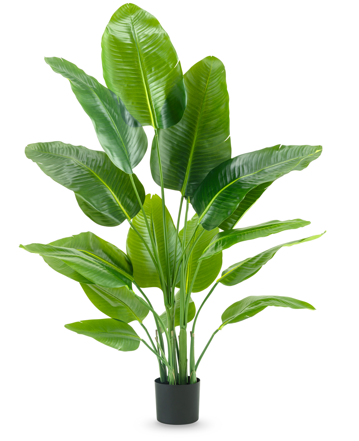 La plante artificielle Strelitzia Real Touch Deluxe 150 cm possède de hautes tiges avec de grandes feuilles vertes brillantes, dans un simple pot noir sur un fond blanc uni.