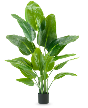 La plante artificielle Strelitzia Real Touch Deluxe 150 cm possède de hautes tiges avec de grandes feuilles vertes brillantes, dans un simple pot noir sur un fond blanc uni.
