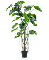 La plante artificielle Monstera 240 cm est une grande plante artificielle avec plusieurs feuilles vertes fendues et de longues vrilles dans un pot noir, placée sur un fond blanc uni.