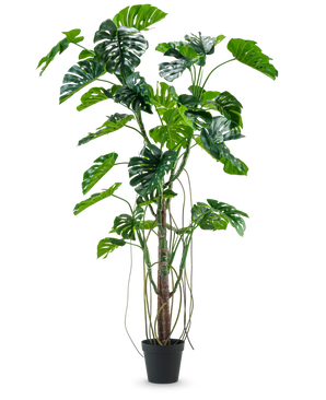 La plante artificielle Monstera 240 cm est une grande plante artificielle avec plusieurs feuilles vertes fendues et de longues vrilles dans un pot noir, placée sur un fond blanc uni.