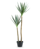 La Plante Artificielle Heneken 120 cm est une plante artificielle de yucca avec deux troncs hauts et élancés et des feuilles vertes pointues sur un fond blanc uni.