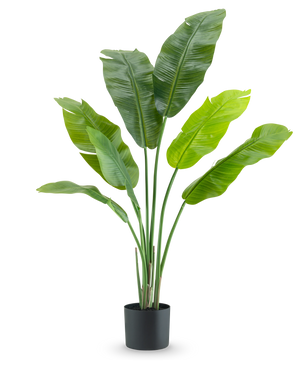 La plante artificielle Strelitzia Nicolai Deluxe 120 cm est une plante d'intérieur luxueuse avec de grandes feuilles larges dans un simple pot noir, élégante sur un fond blanc.