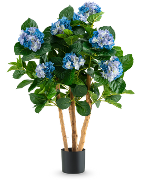 L'Hortensia Artificiel UV 85 cm bleu a de hautes tiges en bois et de grandes feuilles vertes, avec des bouquets de fleurs d'hortensia bleues et blanches dans un pot noir, parfait pour la décoration.
