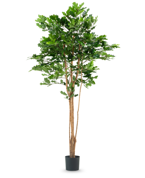 Le Chêne Artificiel 210 cm possède plusieurs troncs fins bruns et des feuilles vertes denses dans un pot en plastique noir, sur un fond blanc uni.