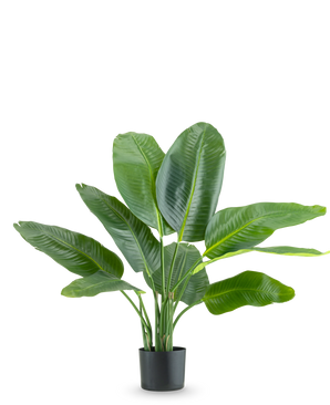 La plante artificielle Strelitzia Real Touch Deluxe 90 cm est une grande plante en pot avec de grandes feuilles vertes brillantes, représentées sur un fond blanc uni.