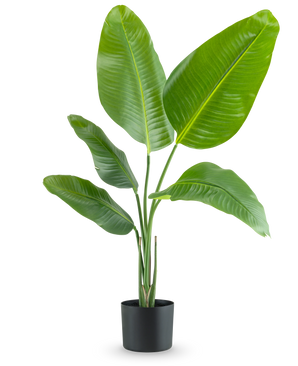La plante artificielle Strelitzia 90 cm real touch possède de larges feuilles vertes brillantes et se présente dans un simple pot noir, sur un fond blanc uni.
