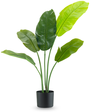 La plante artificielle Strelitzia Nicolai Deluxe 90 cm possède de grandes feuilles vertes brillantes sur de longues tiges et est présentée dans un simple pot noir sur un fond blanc uni.