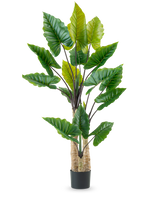 La plante artificielle Calocasia 210 cm possède de longues tiges robustes et de grandes feuilles tropicales vertes, disposées dans un pot noir sur un fond blanc uni.
