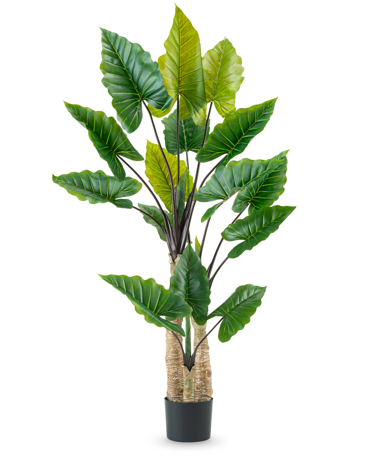 La plante artificielle Calocasia 210 cm possède de longues tiges robustes et de grandes feuilles tropicales vertes, disposées dans un pot noir sur un fond blanc uni.