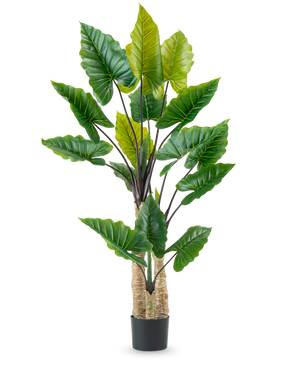 La plante artificielle Calocasia 210 cm possède de longues tiges robustes et de grandes feuilles tropicales vertes, disposées dans un pot noir sur un fond blanc uni.