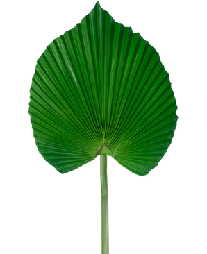Het Kunstblad 73 cm is een kunstmatig groen palmblad met een waaiervormig, geplooid ontwerp met een lange steel, tegen een effen witte achtergrond.